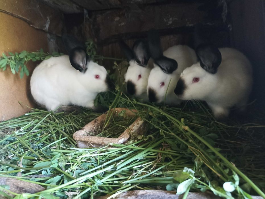 Króliki kalifornijskie