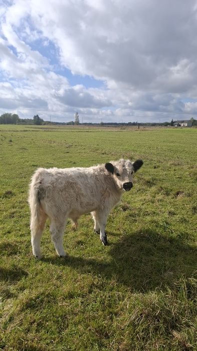Odsadki galloway byczek i jalowka