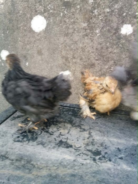 Pekins Várias Mutações