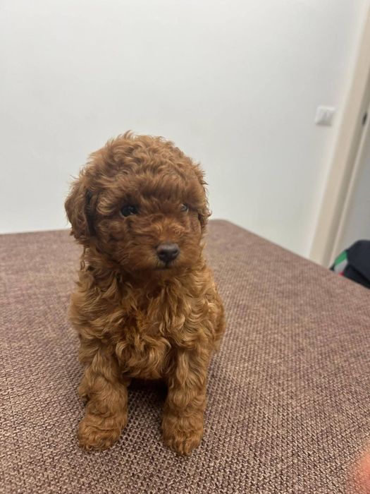 Малиш  той  пудель ,Ред браун