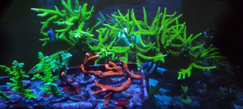 Montipora Red Devil