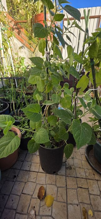 Planta de Physalis