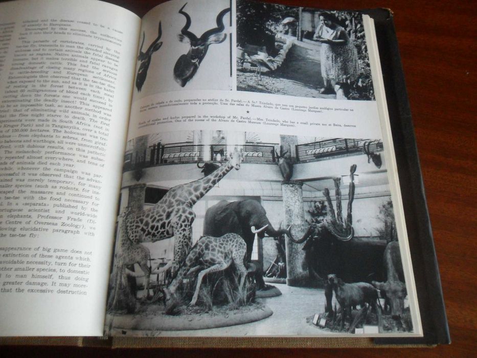 "Santuário Bravio- Wild Santuary" de José Maria d'Eça de Queiroz- 1964
