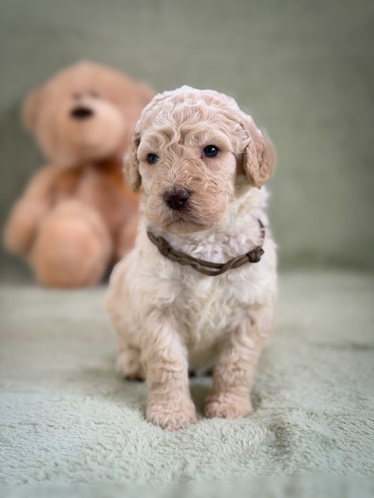 Pudel duży (standard/królewski/giant) - piesek