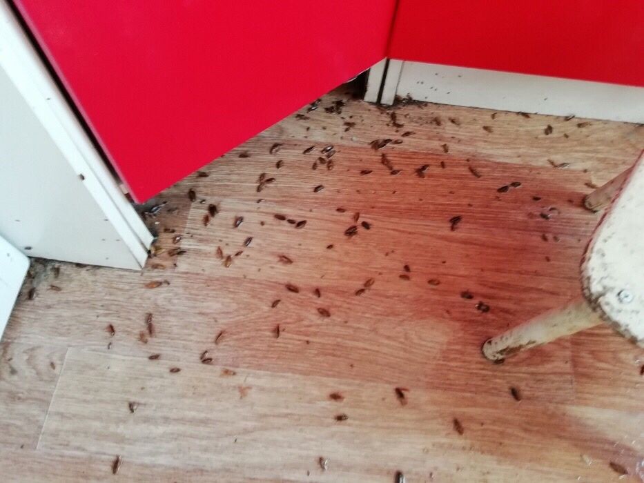 Уничтожение всех видов насекомых и грызунов
