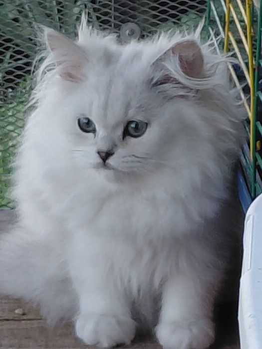 Котята ns11 шиншилла серебріста
