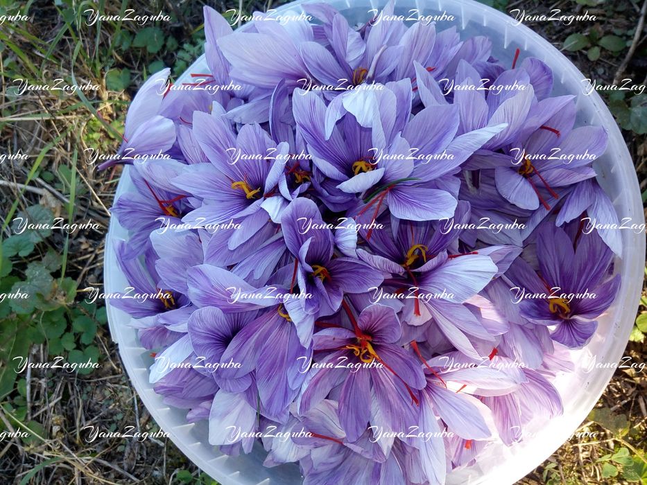 Продам шафран Украі'на крокус Sativus