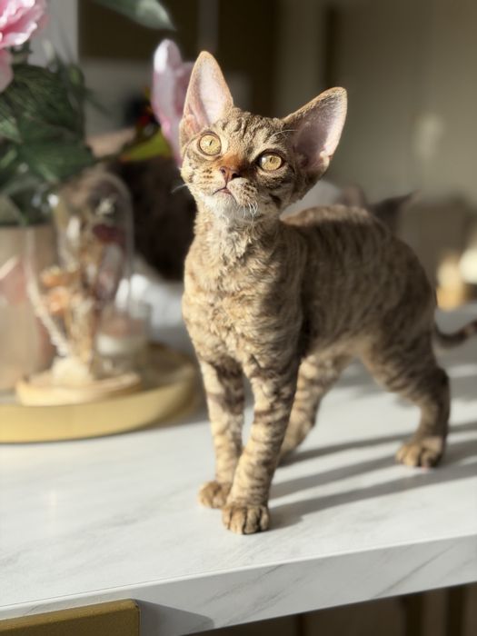 Koteczka Devon Rex