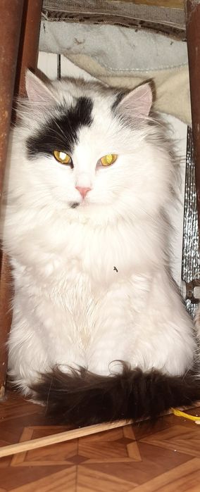 Кішечка шукає дім