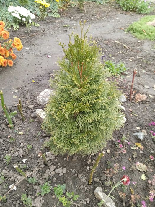 Ель Канадская, Туя, Плющ вечно зеленый, морозостойкий. Саженцы