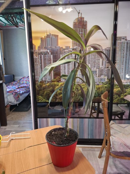 Цветок Рэо традесканция