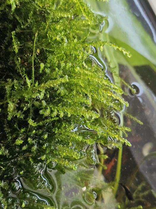 Mech do akwarium sprzedam.