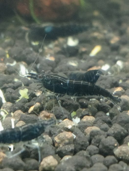 Krewetki Black Neocardina