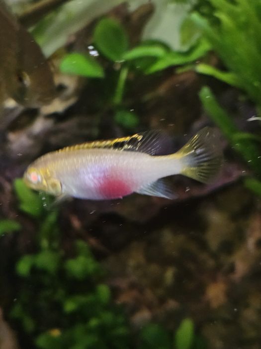 Barwniak czerwonobrzuchy albinos