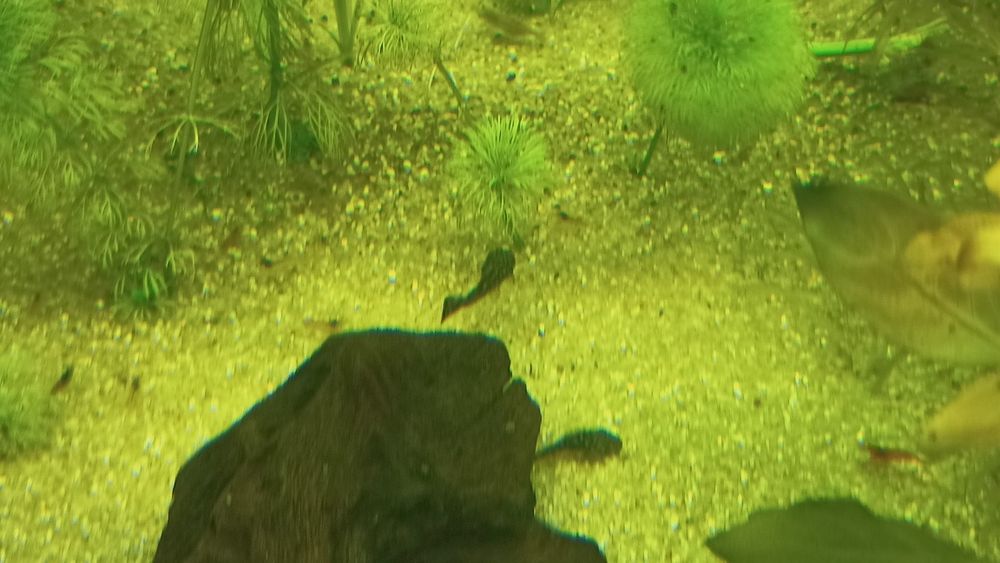 Ancistrus 2 - 3 cm