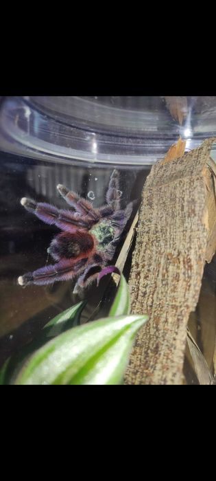 Ptasznik Caribena versicolor samica