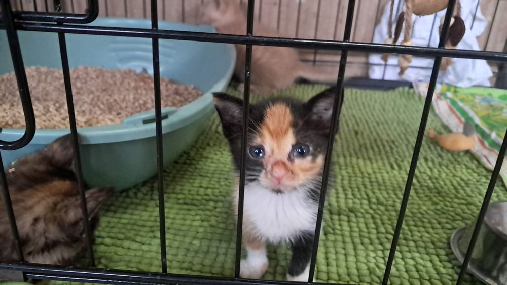 Wspaniałe maluchy do adopcji