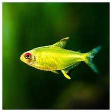 Tetra Limão (Hyphessobrycon Pulchripinnis)