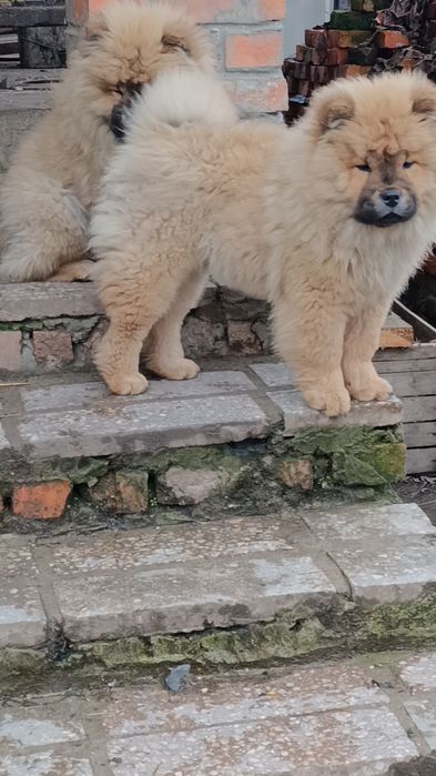 Чаушки мальчики породи Чау -чау