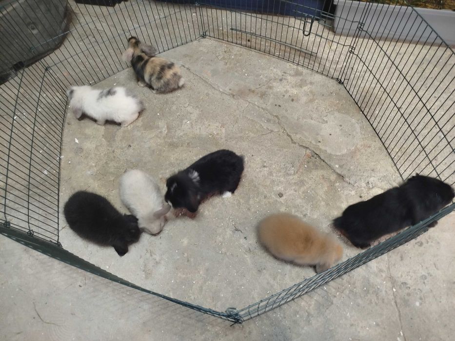 Coelhinhos raça mini lop bellier