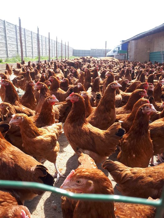 Kury nioski młode Rosa Leghorn Messa z własnej hodowli Dowóz Gratis