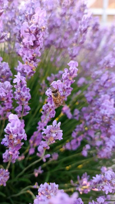Насіння квітів (107 видів) семена цветов є безкоштовна доставка