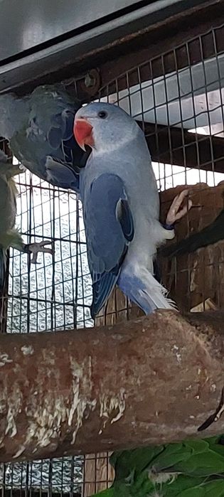 Aleksandrety 24r glowa ogon