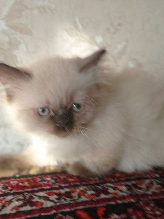 Персидский гималайский котенок мальчик