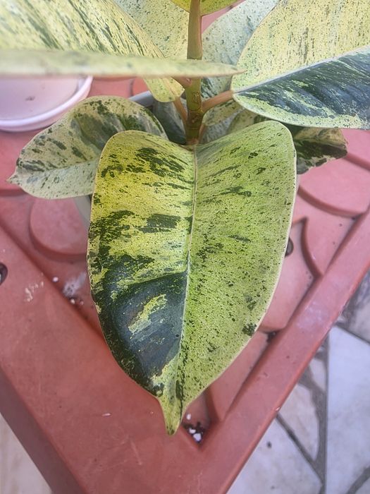 Ficus Shivereana Moonshine