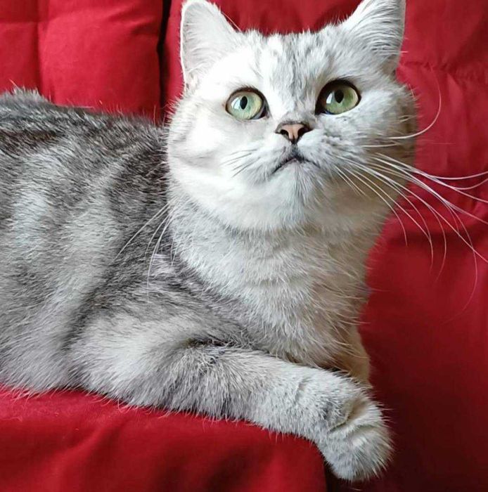 Срібна мрамурова,чистокровна.Scottish Stright. Кошенята.