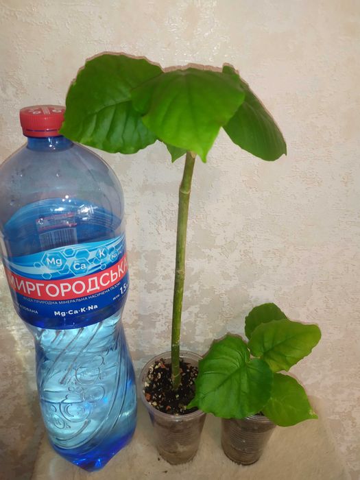 Фікус зонтичний (Ficus umbellata)