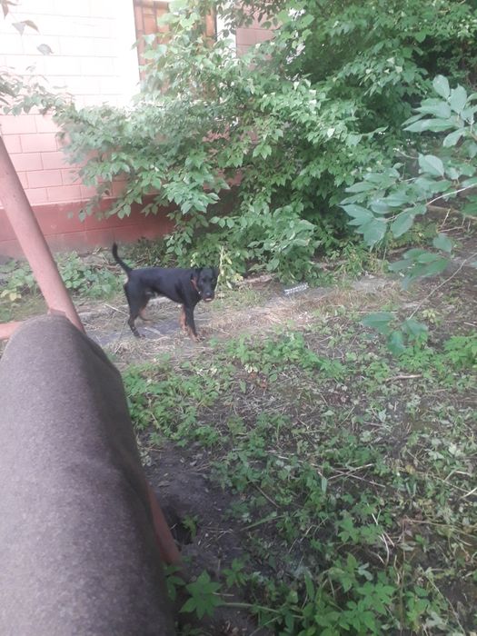 Ягдтерьер на вязку