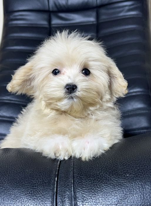 Мальтипу Ф1. Дівчинка мікро