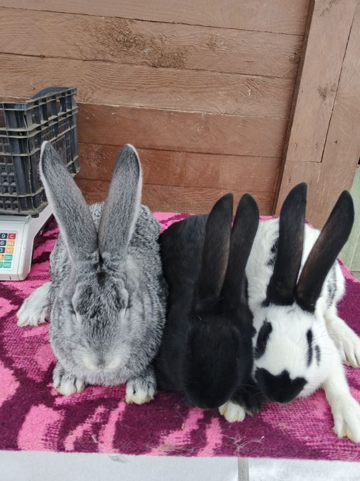 Кролики різних порід