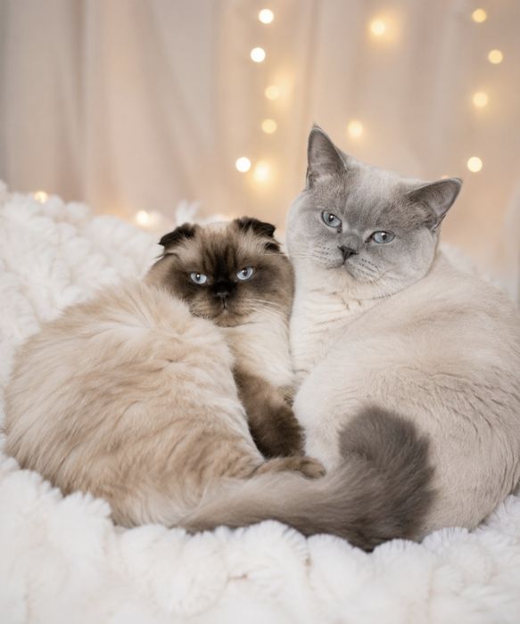 Шотландські кошенята