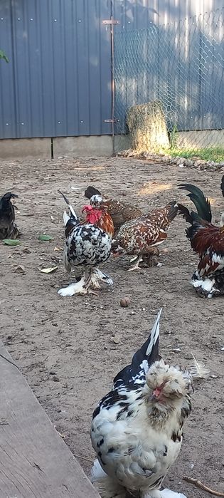 Алтайська бентамка  півники