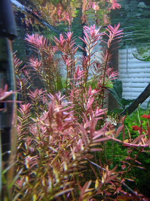 Pack plantas de aquário fácil manutenção