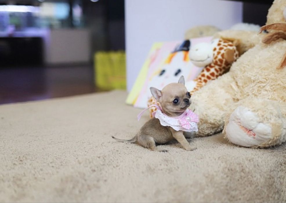 Чихуахуа МИКРО teacup разные окрасы