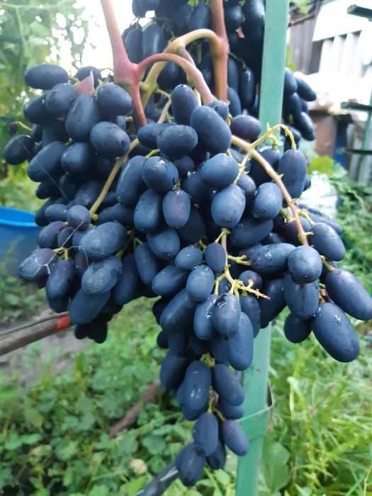 Саджанці винограду