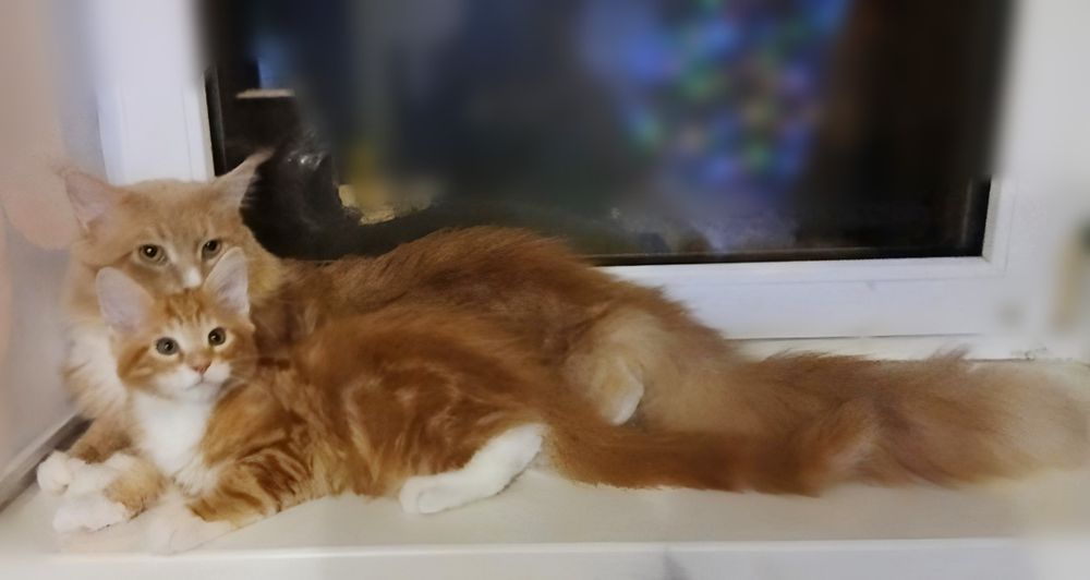 Котики Мейн-кун пухнасті подаруночки