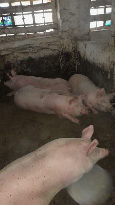 Продам свиней живым весом,Свині живою вагою 150+кг