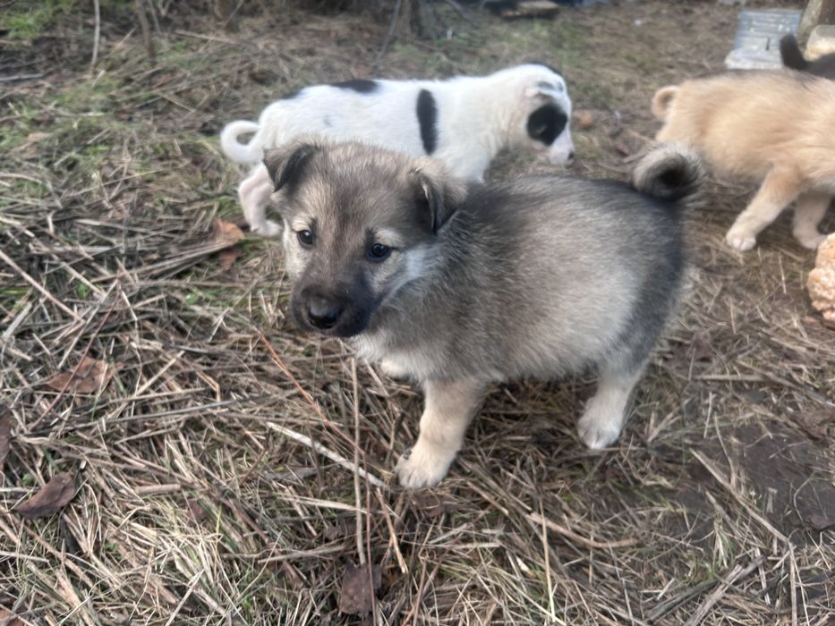 Щенята в добрі руки