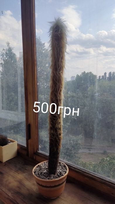 терміново продам кактуси