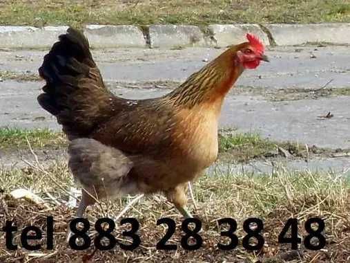 Green shell kury kurki odchowane zielone jajko odchowane nioski