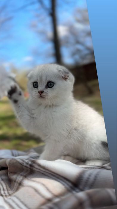 Породисті шотландські висловушки кошенятка котики срібна шиншила