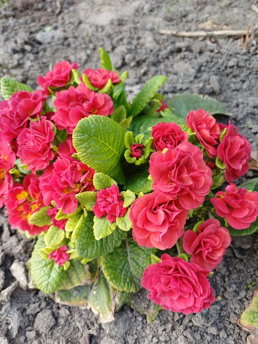 Продам примулу   Belarina