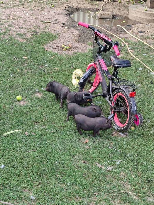 В'єтнамські поросятка(сікачі))