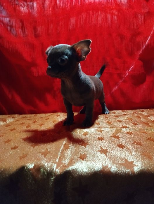 Девочка чихуахуа шоколадный солид.