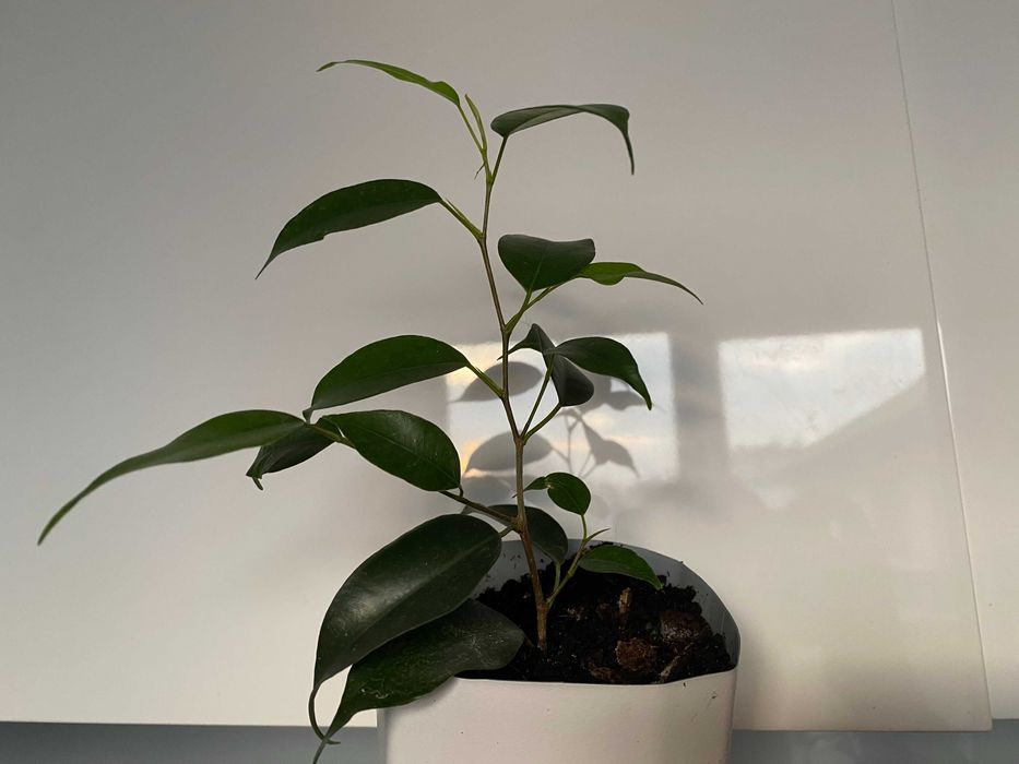 Fikus (Ficus, Figowiec) Benjamina — Daniel 20 cm