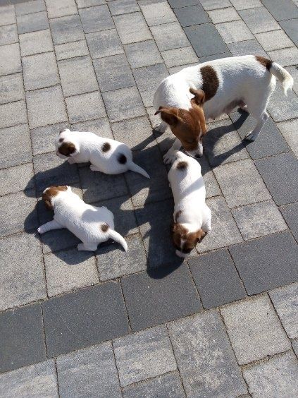 Jack Russell Terrier